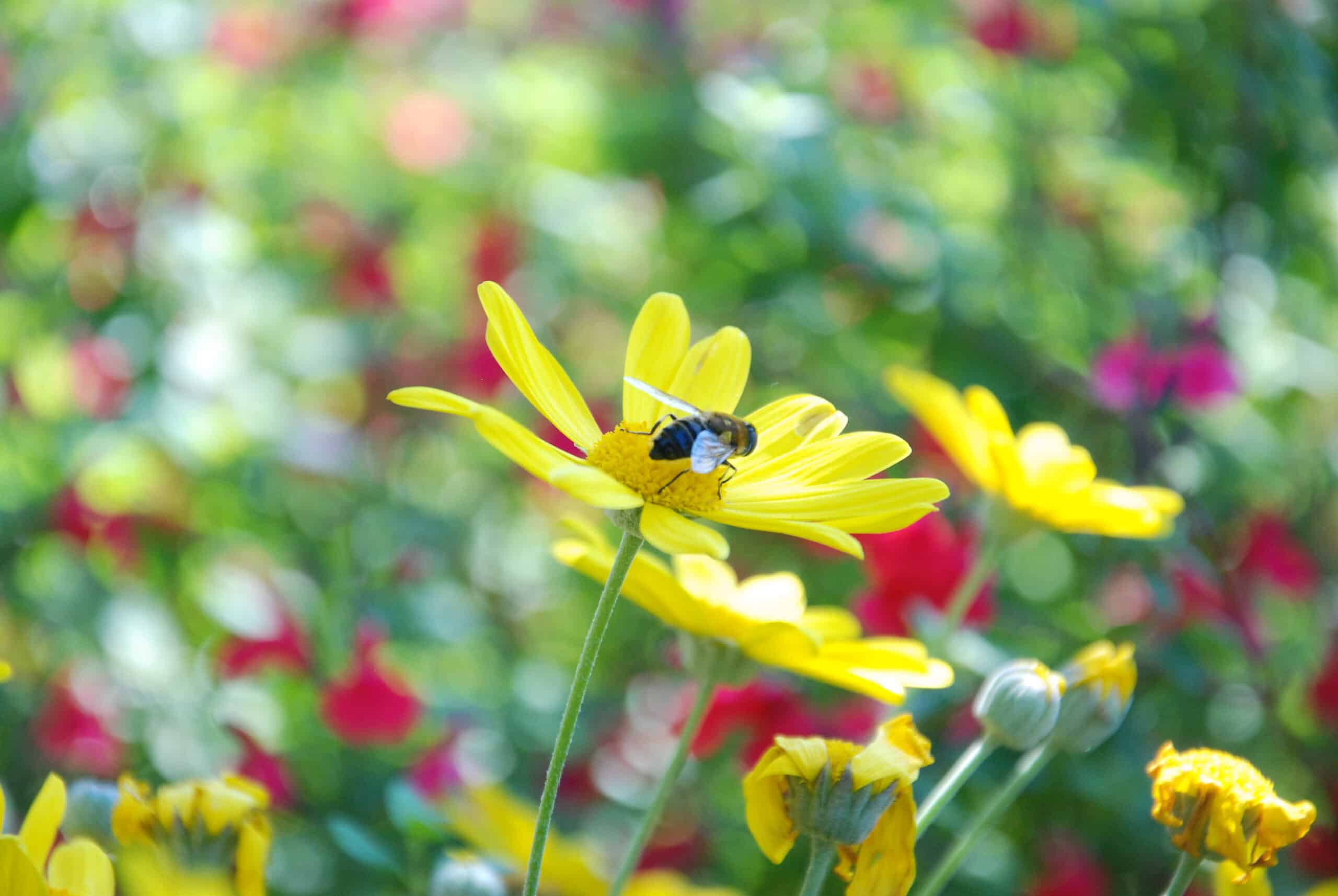 Les abeilles, premières victimes de la guerre entre usage des pesticides et préservation de la biodiversité. © Luc Salles-Cazeaux