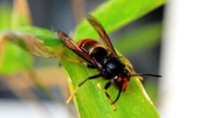Un frelon asiatique sur une feuille de bambou.