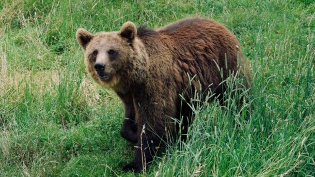 ours Pyrénées