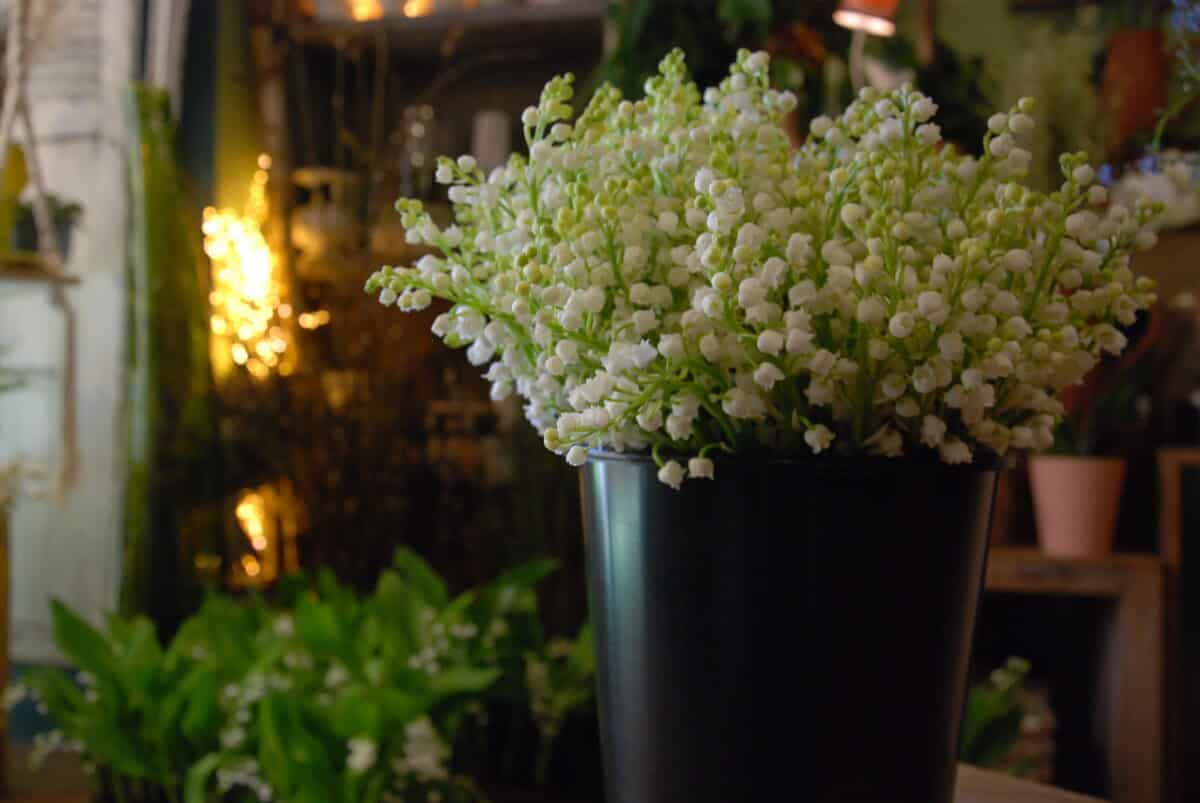 Pot de brins de muguet.