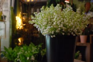 Pot de brins de muguet.