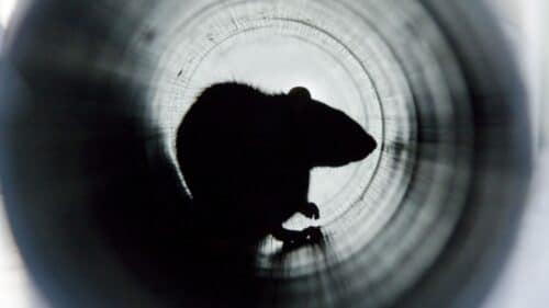 rats canalisation