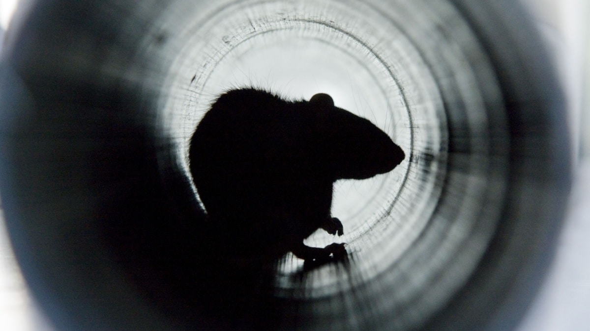 rats canalisation