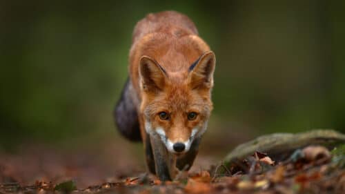 Un renard, de face.