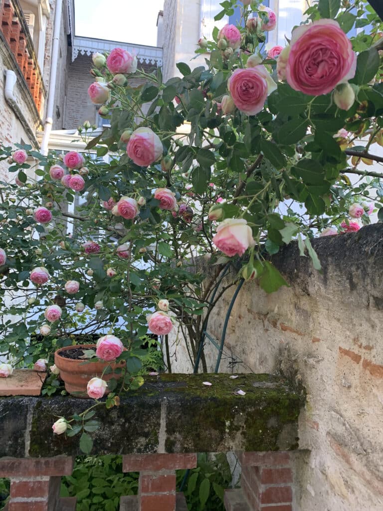 roses