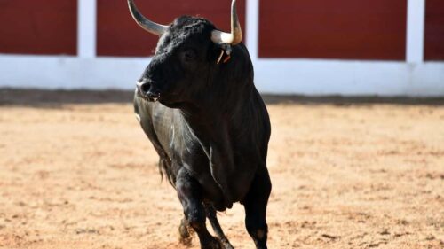 Un taureau dans une arène.