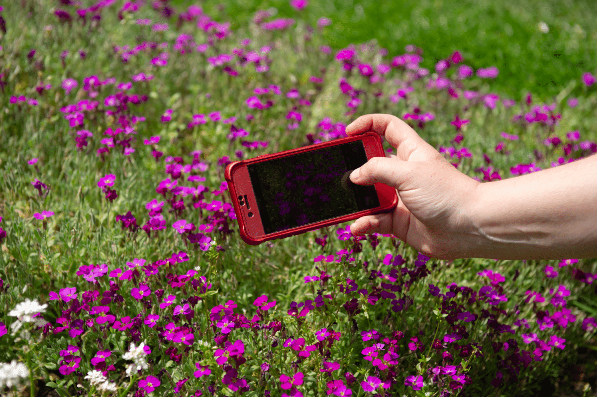City Nature Challenge