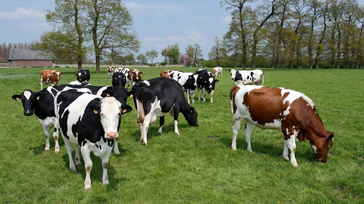 Les vaches contaminées par la tuberculose bovine devront être abattues