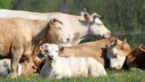 Vache blonde d'Aquitaine