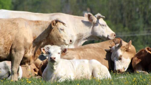 Vache blonde d'Aquitaine