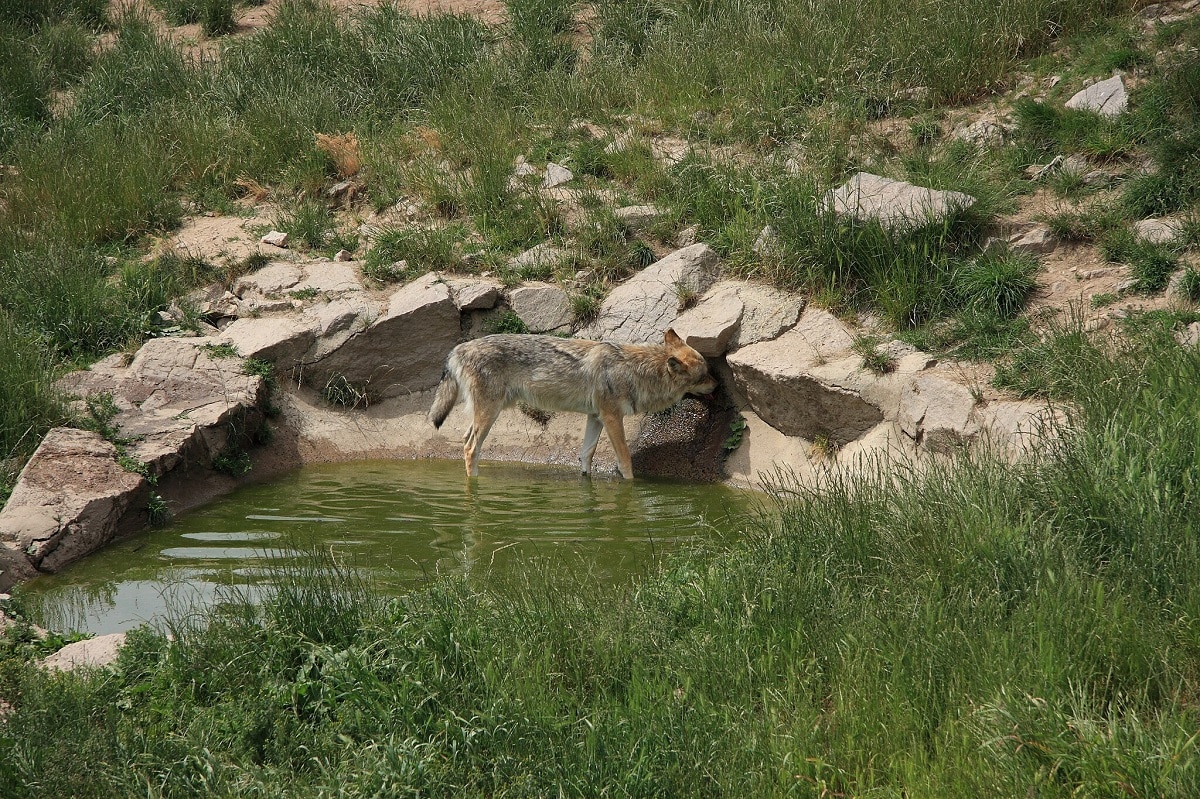 parc animalier