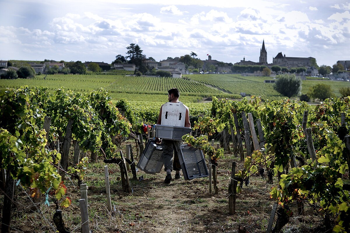 viticulteurs Vaucluse