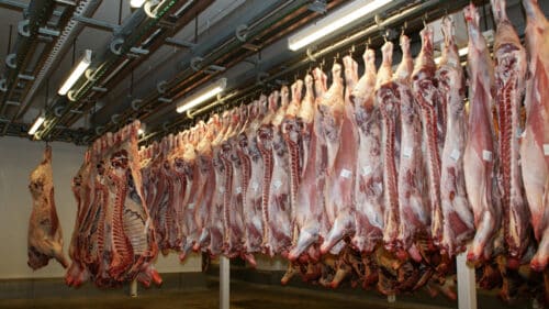 Un abattoir.