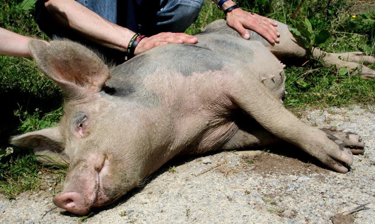 Un cochon allongé dans l'herbe en train d’être caressé.