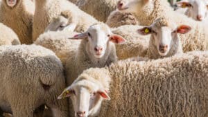 Un troupeau de moutons. Des responsables de mosquées demandent aux fidèles de ne pas acheter de mouton à l'occasion de l'Aïd.