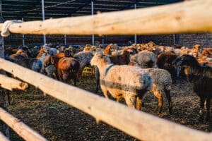 moutons