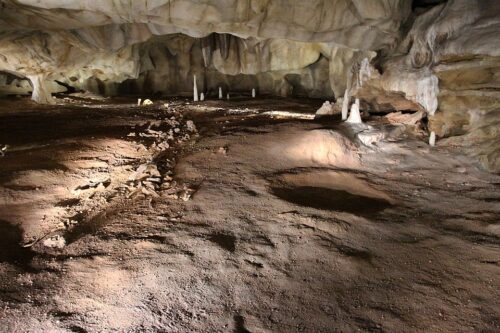 Photo de d’ossements d'ours retrouvé dans la grotte Chauvet.