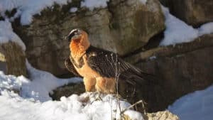 L'oiseau Gypaète barbu