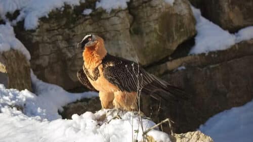 L'oiseau Gypaète barbu