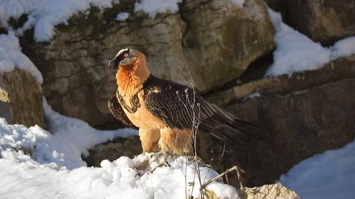 L'oiseau Gypaète barbu