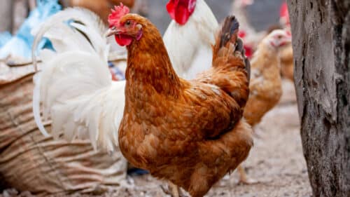 Gros plan sur une poule dans un poulailler.