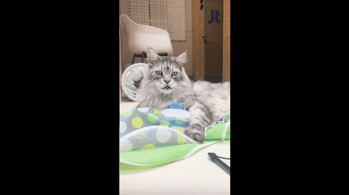 Hotel chats Georges Cat