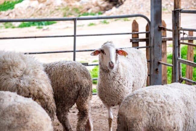 moutons