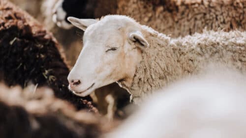 Aïd al-Adha 2025 : voici les règles à connaître si vous célébrez la fête en Aveyron