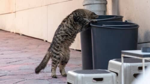 Une grande opération contre les chats errants organisée à Mende.