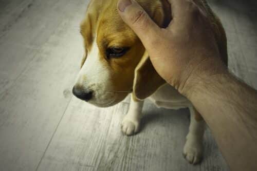 chien triste