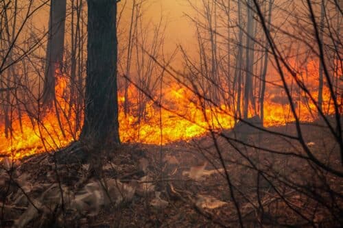 incendie feu forêt