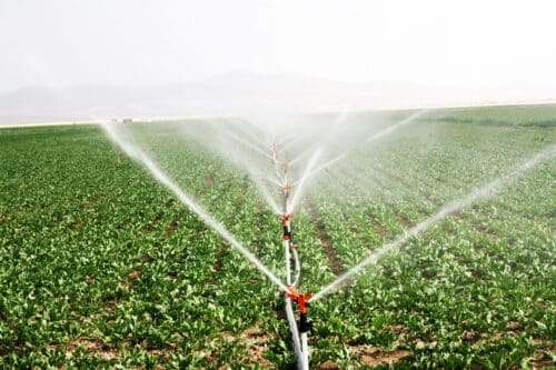 irrigation champ culture