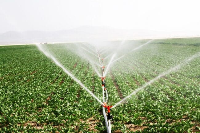 irrigation champ culture