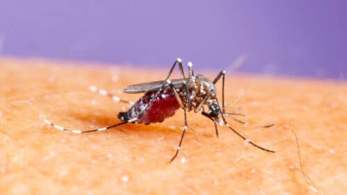 Deux cas de chikungunya ont été détectés dans le Gard.