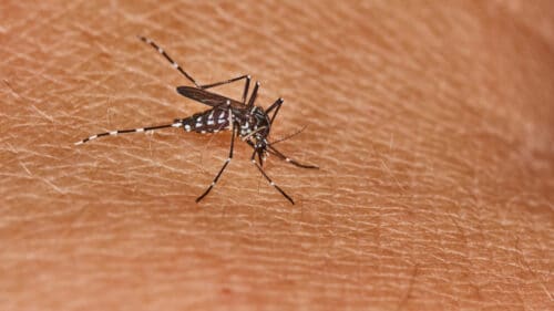 Un cas de chikungunya a été détecté dans l'Hérault.