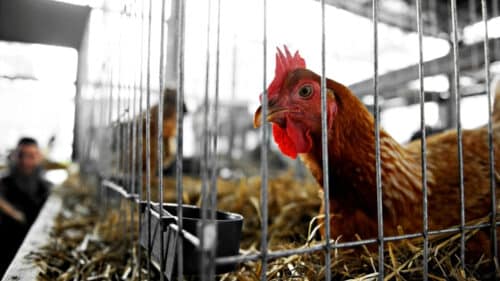 Mauvaise nouvelle pour les agriculteurs du Gers : la foire AgriGersExpo est reportée.