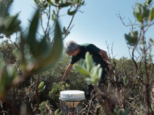 prélèvement plantes par l'ONF dans les PO
