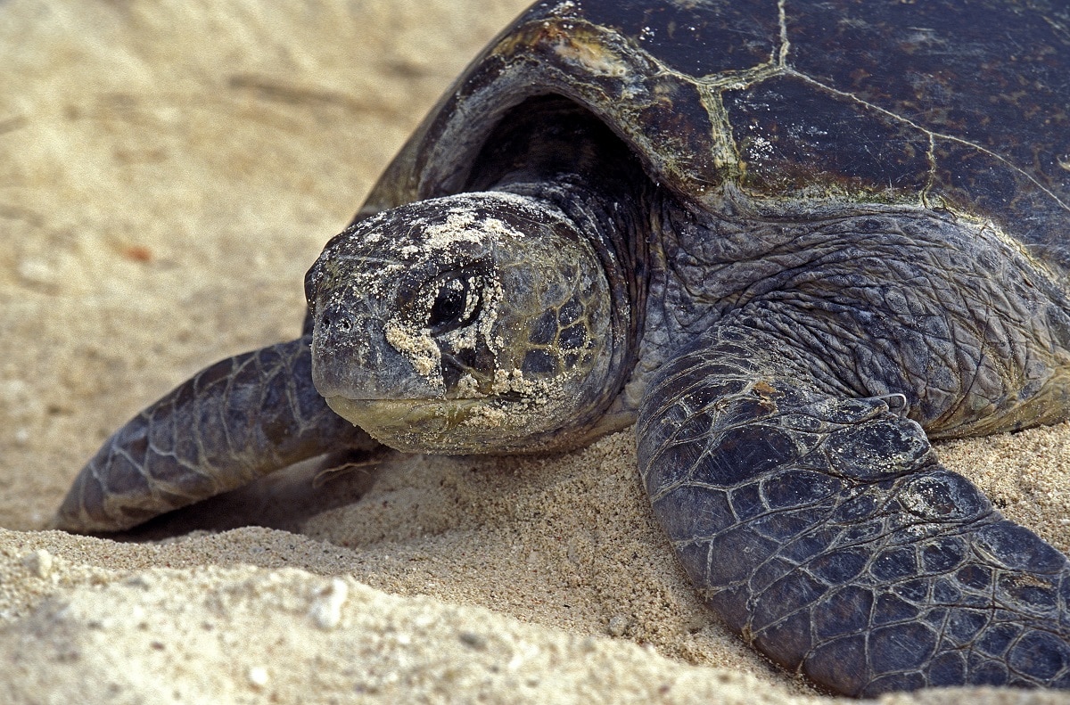Une tortue serait venue pondre sur la plage d'Argelès-sur-Mer