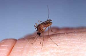 Un nouveau virus transmis par les moustiques, détecté dans l'Hérault.