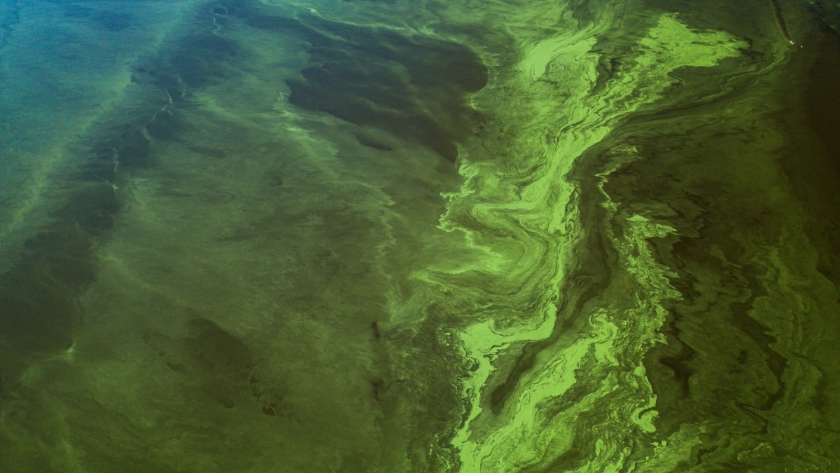 Le lac de Clarens, à Casteljaloux, est fermé à la baignade à cause de la présence de cyanobactéries.