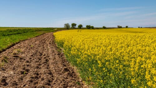La chaleur et la sécheresse provoquent une invasion de punaises des champs en Haute-Garonne.
