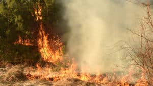 Le Parti animaliste soutient la demande de l’association FUTUR visant à interdire la chasse dans les zones de l’Aude touchées par les incendies estivaux.