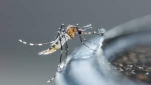La préfecture de l’Ariège annonce la mise en place d’une opération de démoustication à Saint-Jean-du-Falga après la détection d’un cas importé de chikungunya.