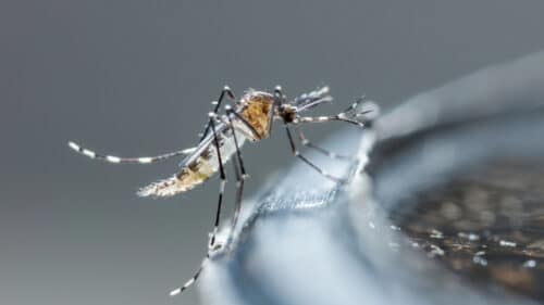 La préfecture de l’Ariège annonce la mise en place d’une opération de démoustication à Saint-Jean-du-Falga après la détection d’un cas importé de chikungunya.