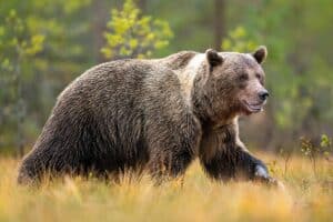 ours brun