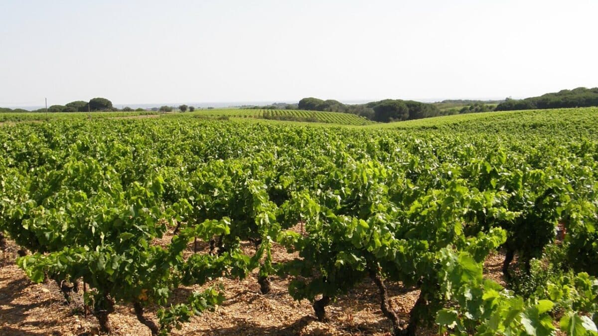 vin Gard domaines viticoles