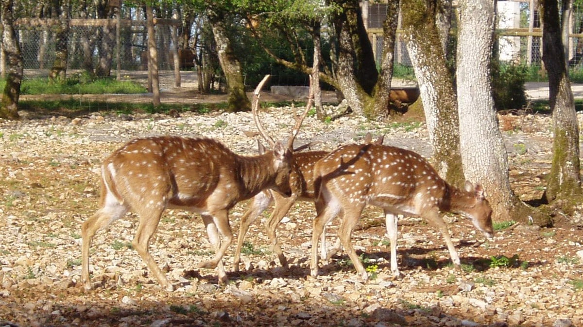 Lot parcs à thème