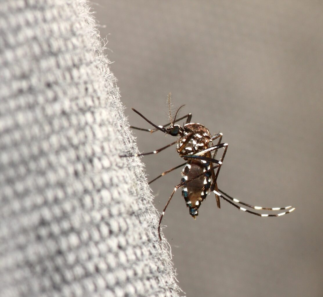 Haute-Garonne : un 1er cas de dengue détecté, des mesures préventives enclenchées