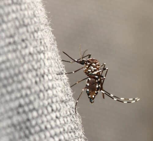 Haute-Garonne : un 1er cas de dengue détecté, des mesures préventives enclenchées
