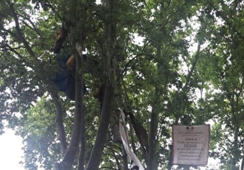 A69 : les "écureuils" toujours perchés dans les arbres à Vendine contre l'abattage de platanes